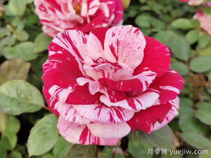 節(jié)日禮花月季(圖5)
