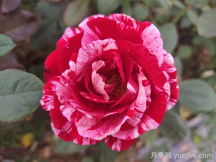 節(jié)日禮花月季(圖6)