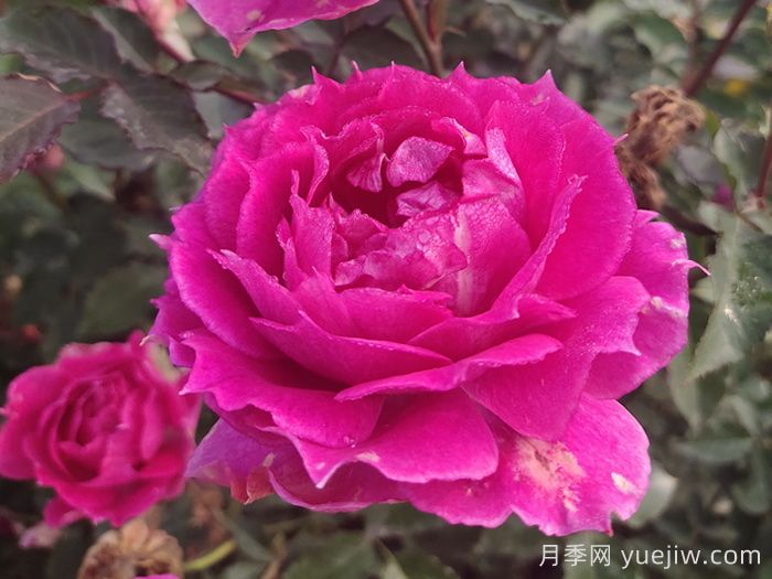 推薦7款月季花品種，夏季也能快樂綻放(圖2)