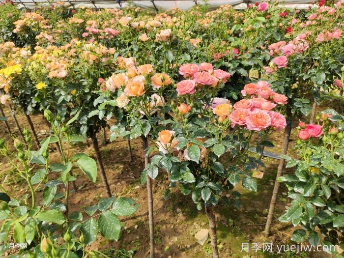 網(wǎng)購(gòu)回來(lái)的月季不開花是怎么問(wèn)題？(圖2)