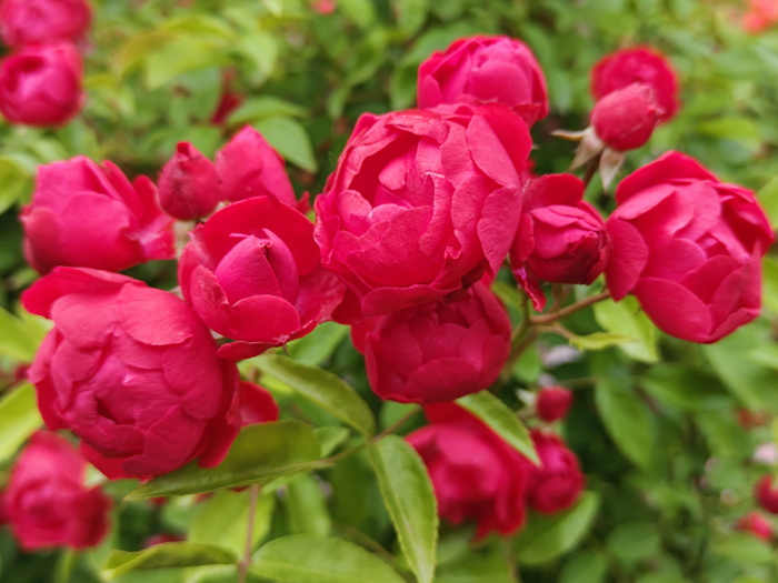 紅木香，爬藤霸主，生長(zhǎng)快花量多        (圖1)