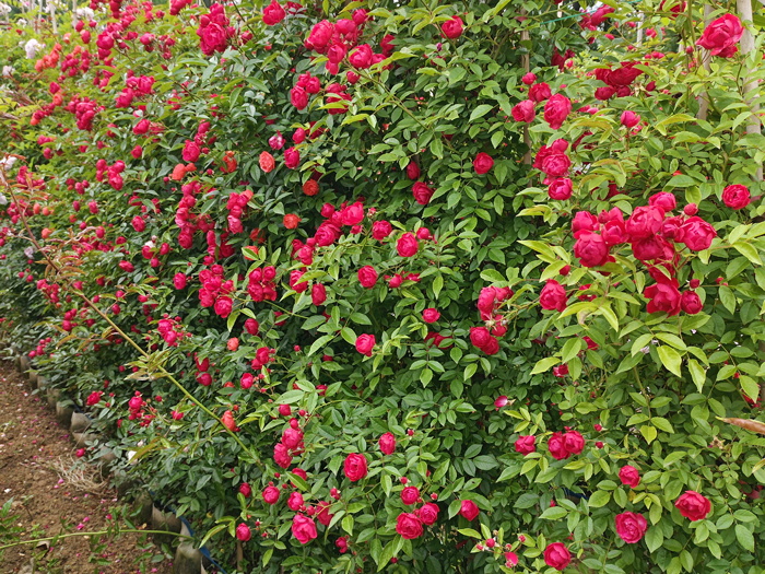 紅木香，爬藤霸主，生長(zhǎng)快花量多        (圖2)