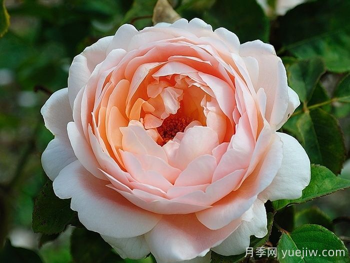 推薦10種灌木月季，適合陽臺庭院的品種(圖3)