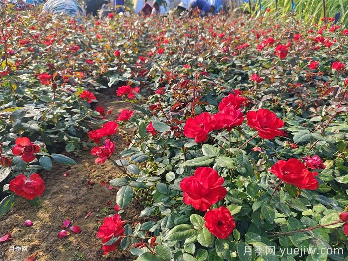 春季月季葉芽打焉枯萎和發(fā)黃的問(wèn)題處理(圖1)