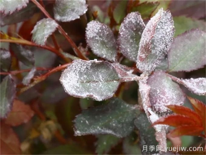 月季白粉病怎么防治？月季白粉病的原因和治療(圖2)
