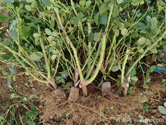 樹狀月季和園林植物栽植養(yǎng)護常見問題(圖2)