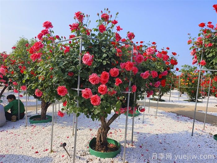 如何打造一個(gè)月季花園？品種選擇、花園規(guī)劃、工具準(zhǔn)備(圖2)
