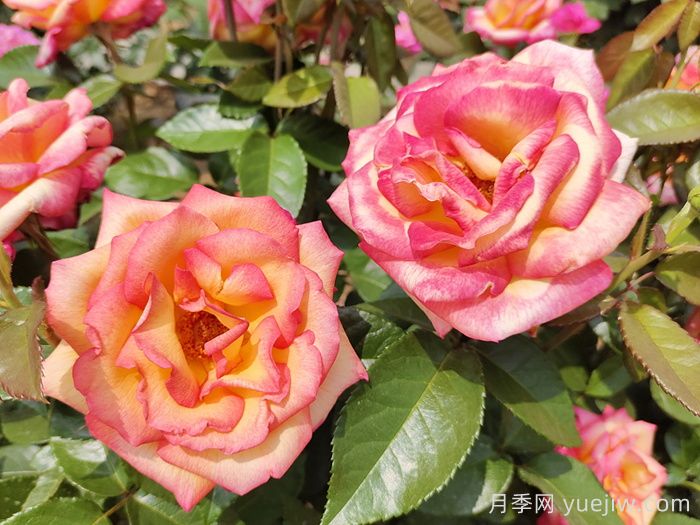 觀花樹種在園林綠化中長盛不衰，有哪些花木？(圖1)