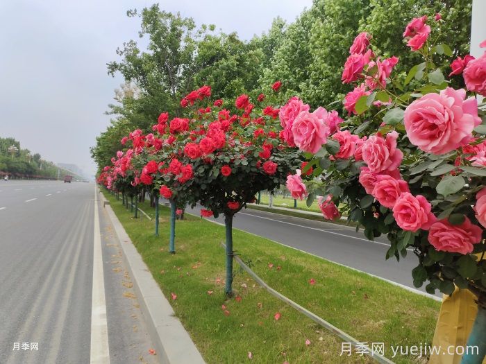 觀花樹種在園林綠化中長盛不衰，有哪些花木？(圖2)
