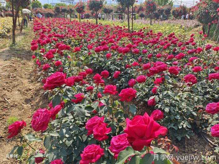 城市公園植物選擇品種和配置要求有哪些？(圖1)