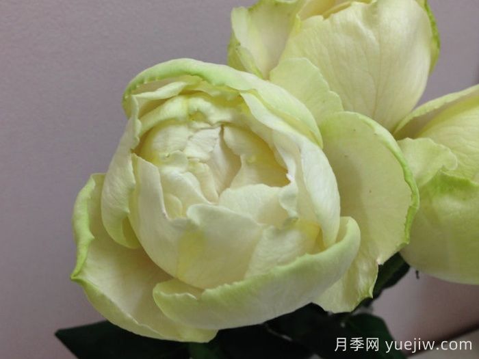 伊芙雪之香水月季/白雪香水(圖1)