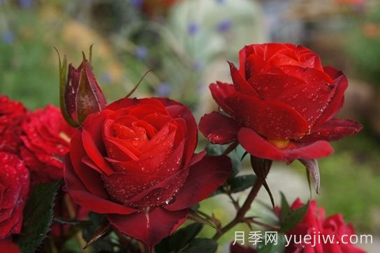 月季推薦，日蝕王陽臺月季(圖1)