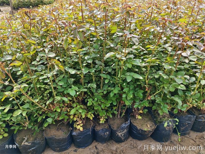 春季苗木移栽沒有成活，總結(jié)苗木死亡的八大原因(圖1)