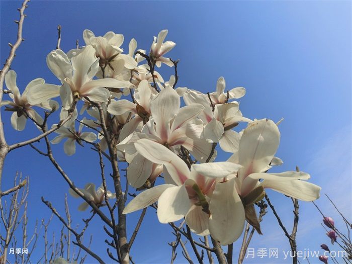 白玉蘭，花界高冷女神(圖1)