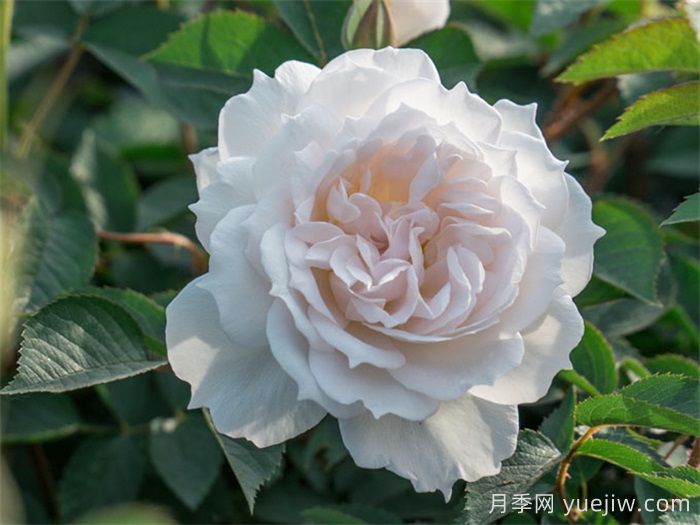 天狼家香氣四溢的月季清單，讓花園充滿浪漫氣息！(圖2)