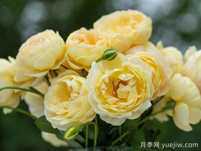 天狼家香氣四溢的月季清單，讓花園充滿浪漫氣息！(圖3)