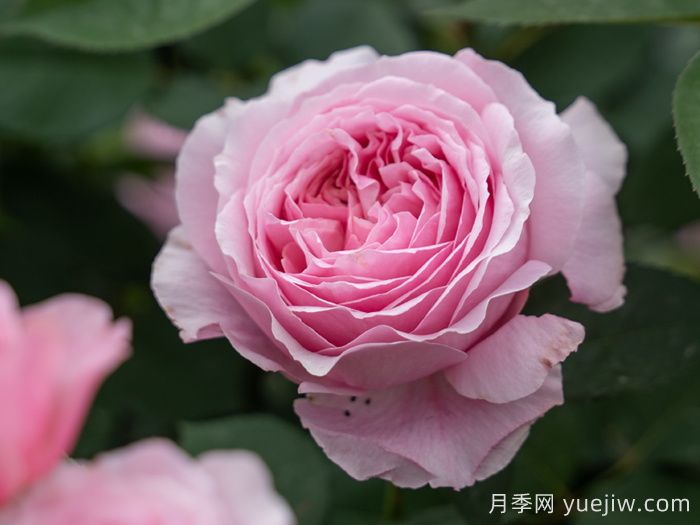天狼家香氣四溢的月季清單，讓花園充滿浪漫氣息！(圖4)