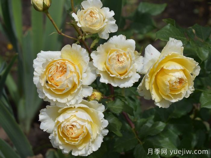 碧翠絲月季/貝特麗絲(圖4)