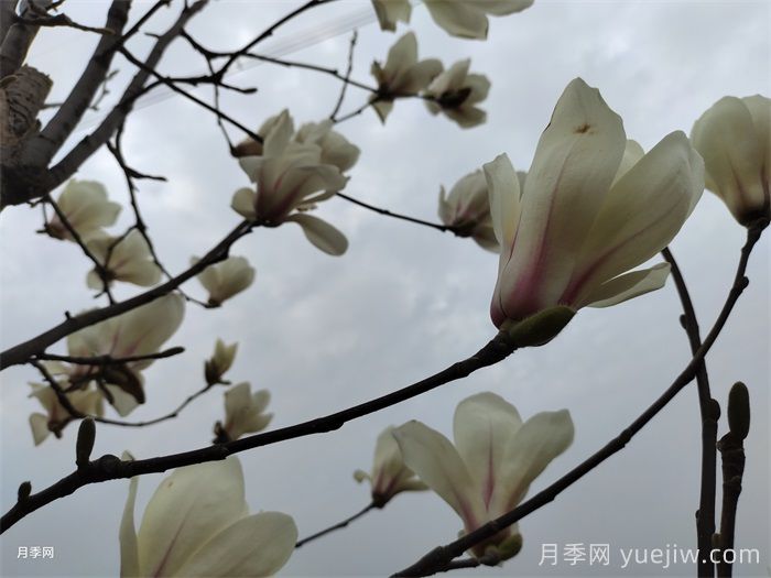 六種玉蘭介紹：白玉蘭、紫玉蘭、二喬玉蘭、望春玉蘭、飛黃玉蘭、寶華玉蘭(圖3)