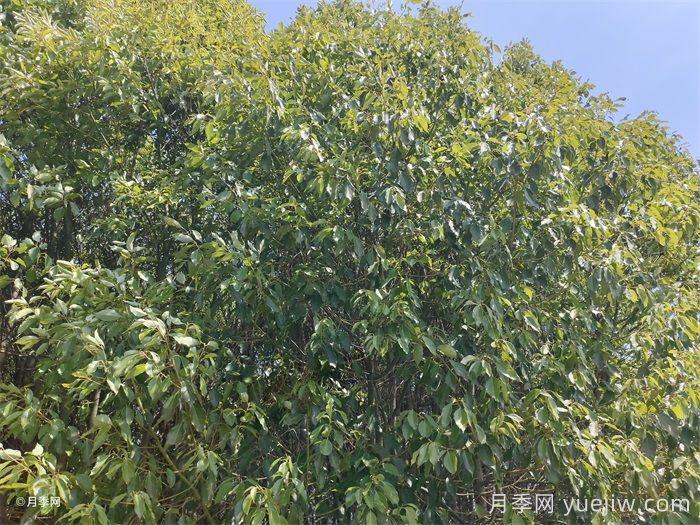 公園常見植物配置表(圖1)