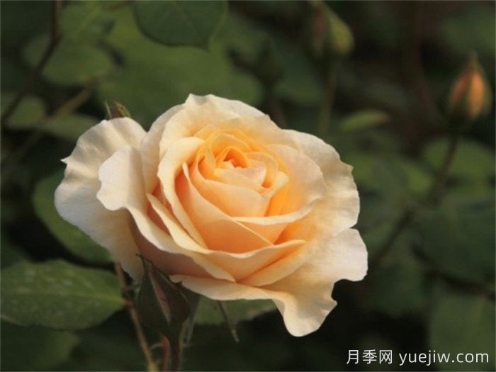 晨曦月季(俞紅強(qiáng))(圖1)
