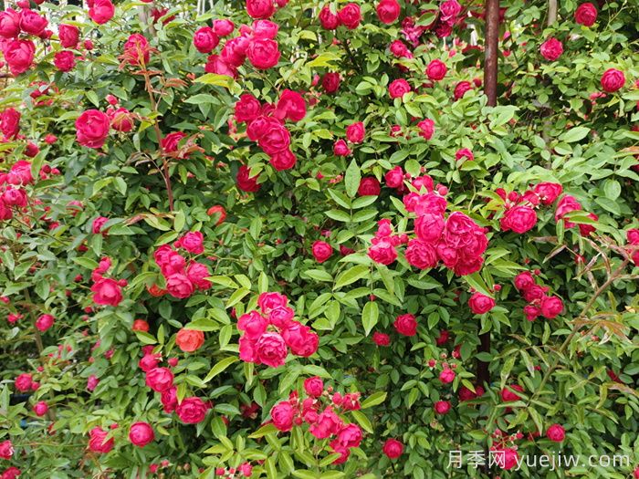 推薦13個(gè)藤本植物爬到花墻，開(kāi)出一片花海(圖2)