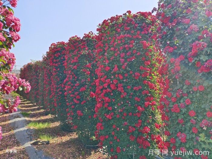 推薦13個(gè)藤本植物爬到花墻，開(kāi)出一片花海(圖1)