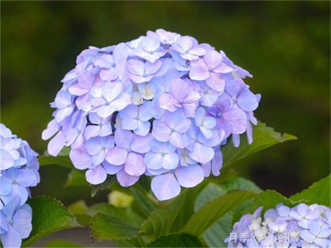繡球花花語和寓意？繡球花怎么養(yǎng)？(圖1)