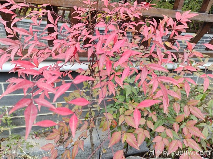 治愈系庭院花園植物，設(shè)計(jì)師必知的植物分享！(圖1)