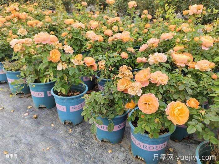 南陽(yáng)市臥龍區(qū)森景月季基地(圖4)