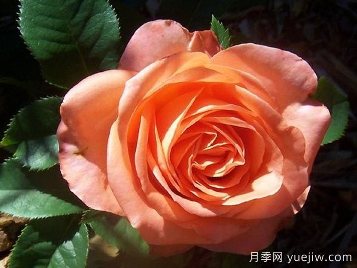 月季推薦，木瓜月季(圖1)