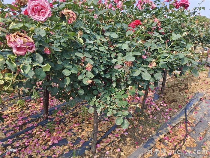 綠化樹樁月季種植規(guī)范(圖1)