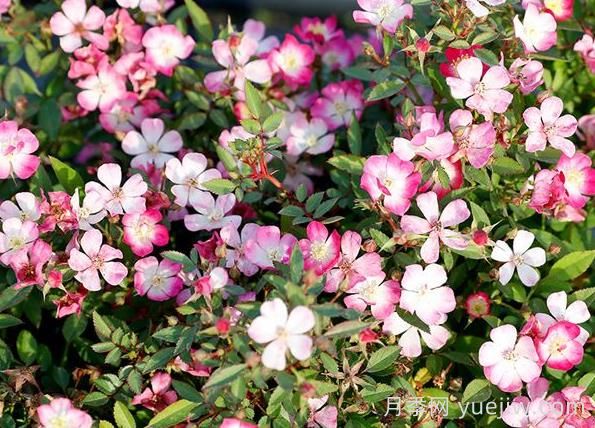 月季推薦，杏花雨(圖1)