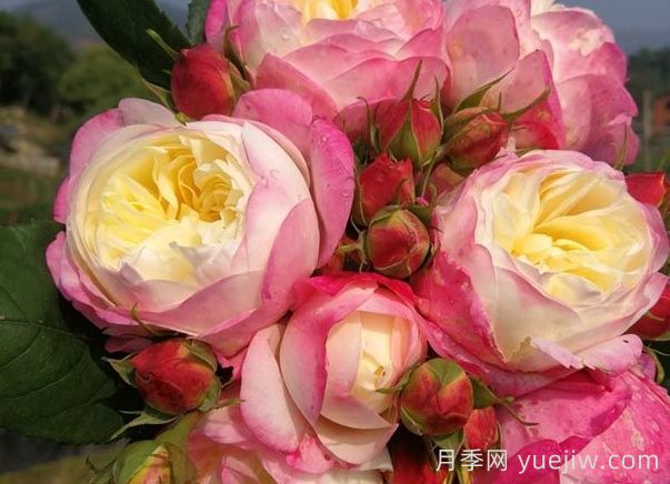 月季推薦，和室月季(圖1)