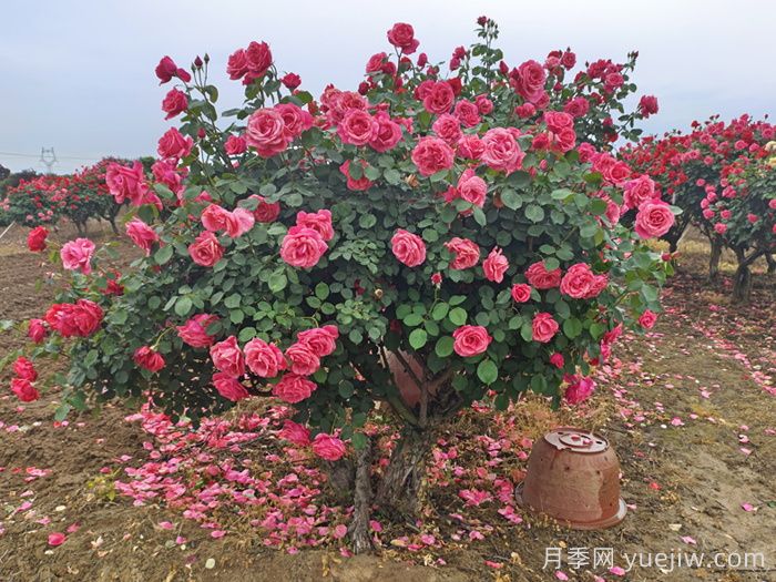 三月如何加強園林樹狀月季養(yǎng)護？(圖2)