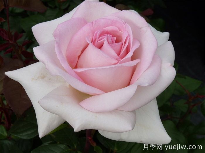 園藝王子月季/弗朗西斯梅昂/法蘭西斯(圖4)
