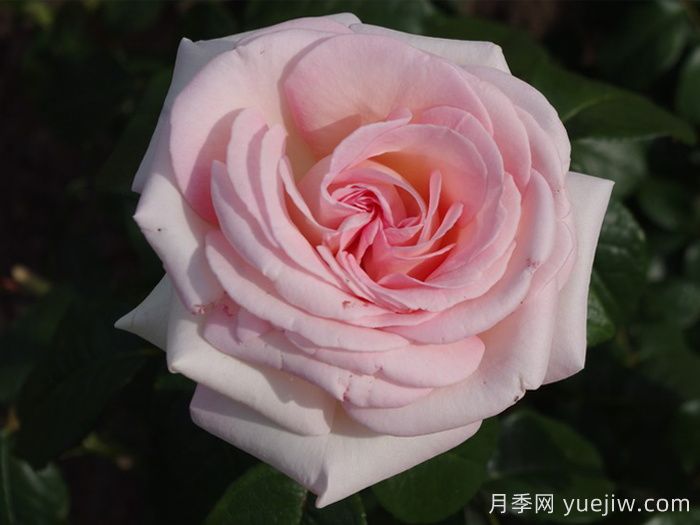 園藝王子月季/弗朗西斯梅昂/法蘭西斯(圖5)