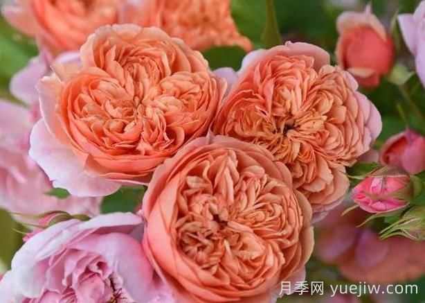 月季推薦，絲綢之路月季(圖1)