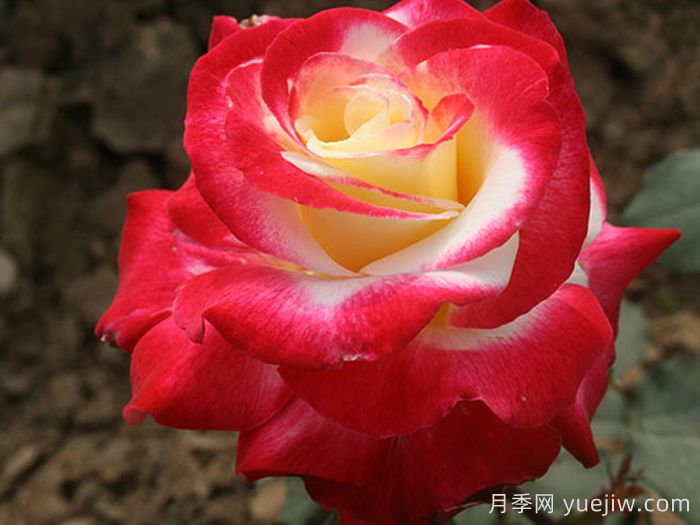如果只能養(yǎng)一棵月季花，那么就在這5個品種中選擇(圖3)