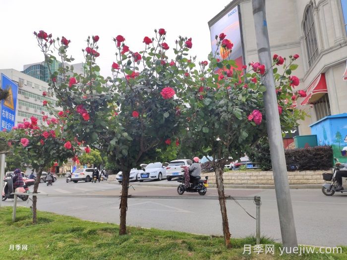 常見(jiàn)綠化的類型和景觀植物配置(圖2)