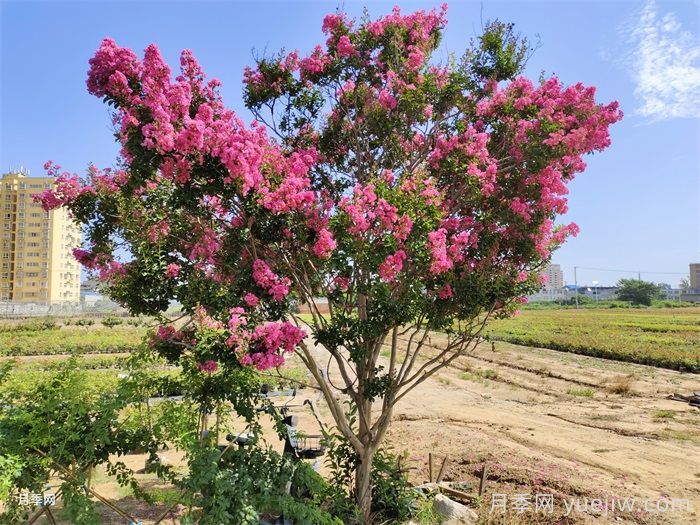 紫薇管理的技術(shù)要點(diǎn)(圖1)