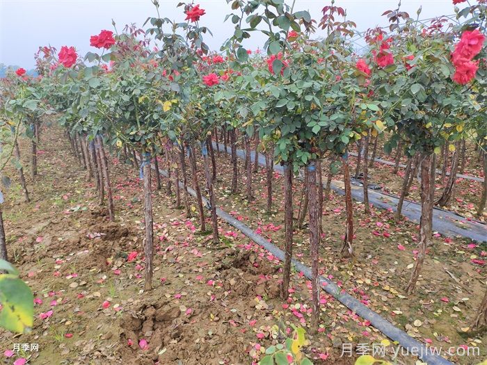 怎樣讓新栽的月季樹快速生根？(圖3)