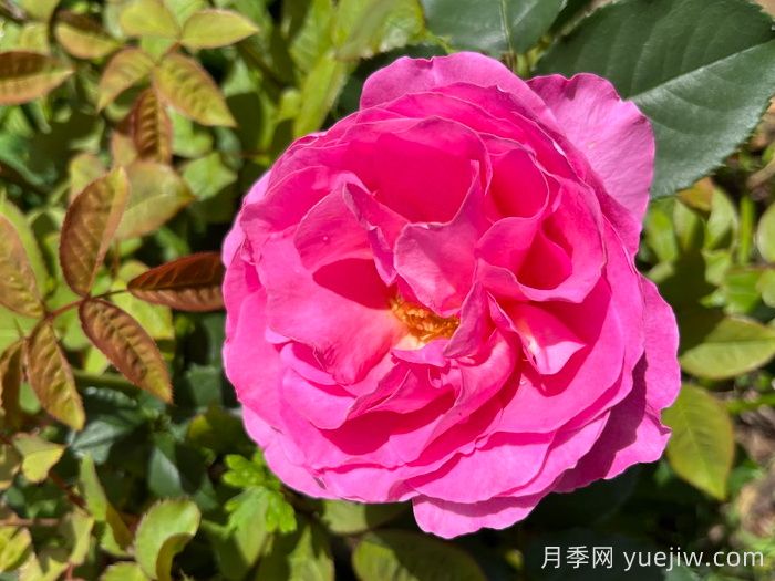 復古小姐月季(圖1)