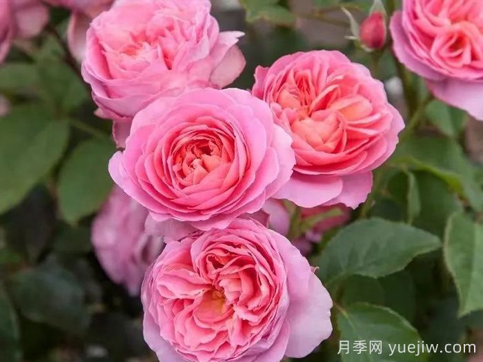 復古小姐月季(圖2)