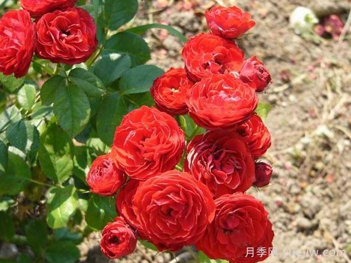 克里扎雅諾什的紀(jì)念月季(圖1)