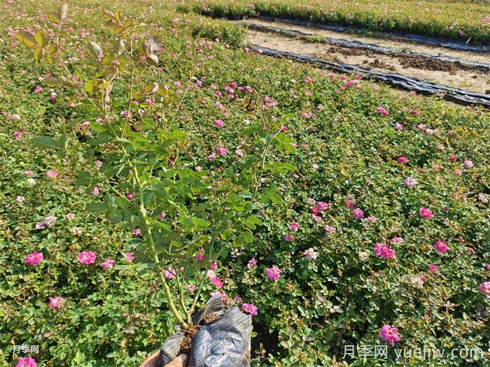 月季花打藥濃了怎么辦？(圖1)