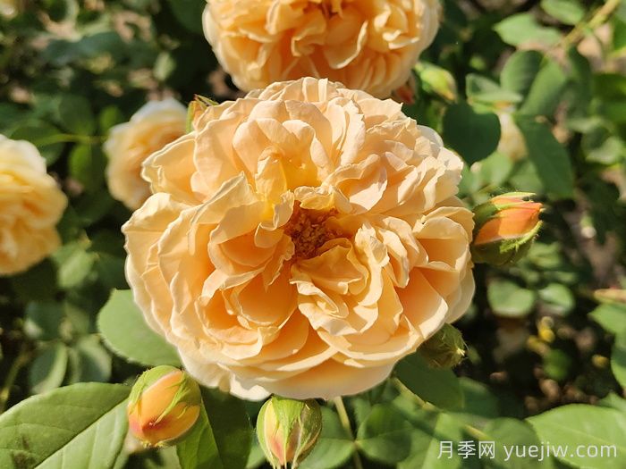 花卉市場月季十元一盆，為何網(wǎng)購月季苗要五十一盆？(圖1)