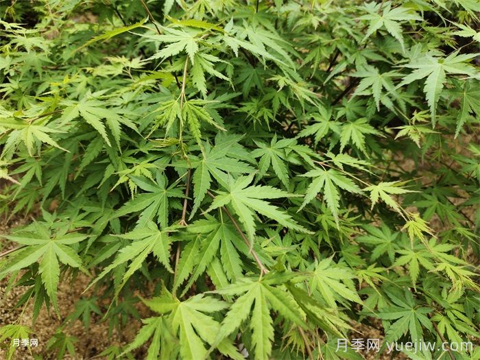 園林綠化首選的20種彩葉樹種(圖2)
