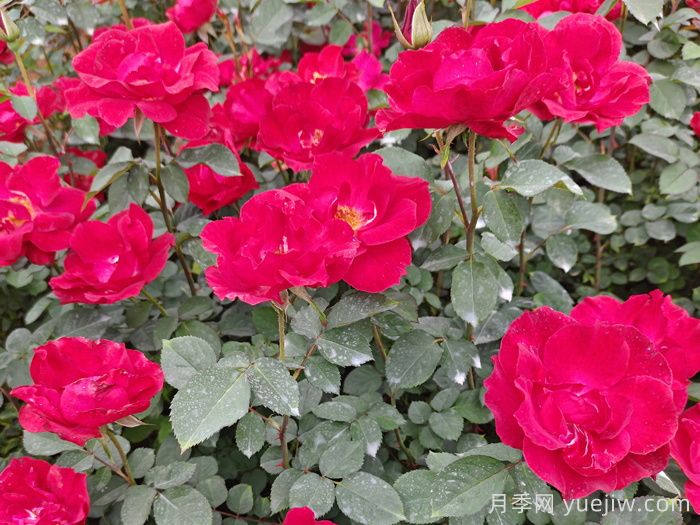 推薦5款豐花月季品種，園林綠化耐熱耐曬(圖2)