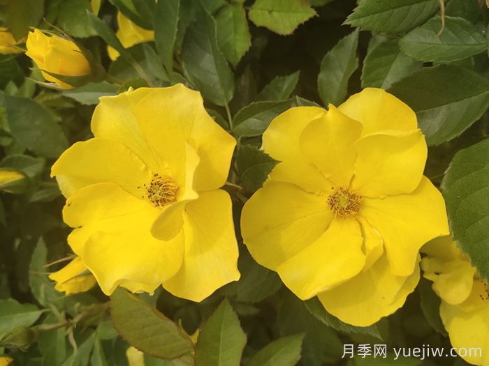 河北河間：月季成網(wǎng)紅，美麗能致富(圖2)